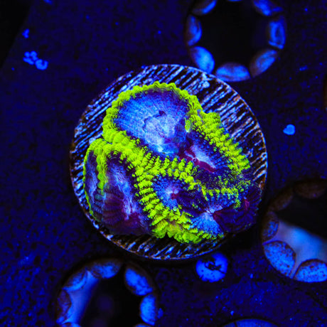 TSA Black Mamba Favia Coral