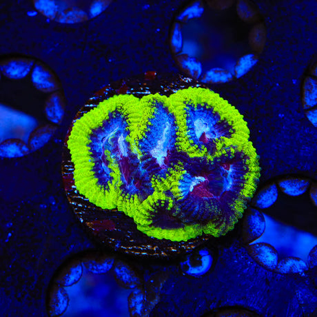 TSA Black Mamba Favia Coral