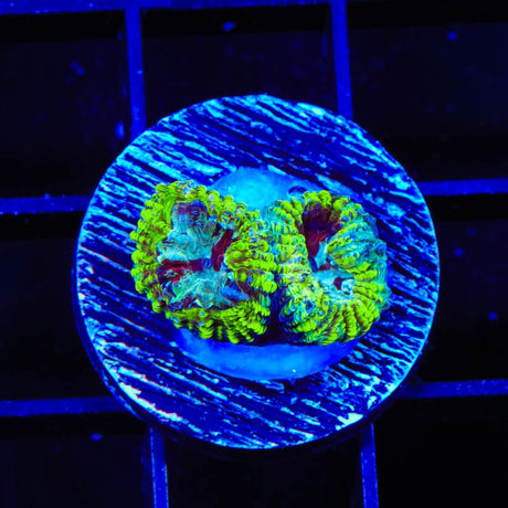 TSA Black Mamba Favia Coral