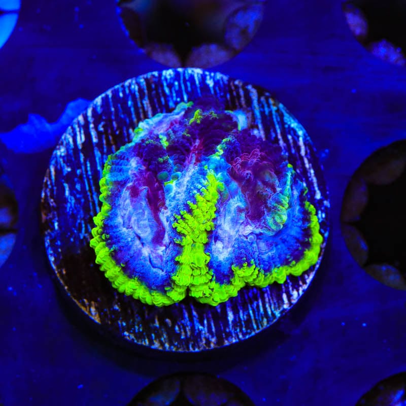 TSA Black Mamba Favia Coral