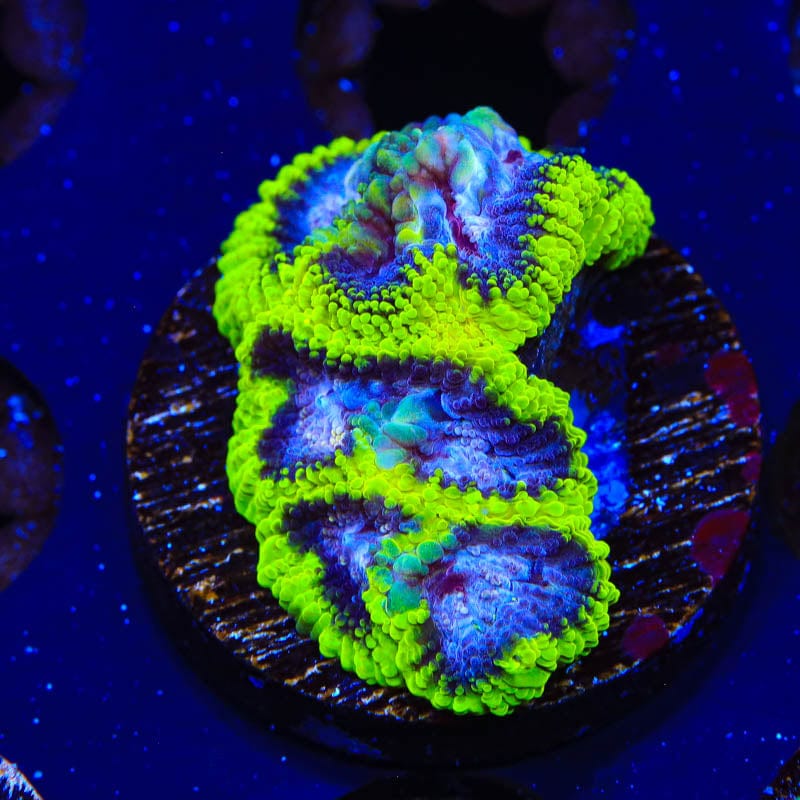 TSA Black Mamba Favia Coral