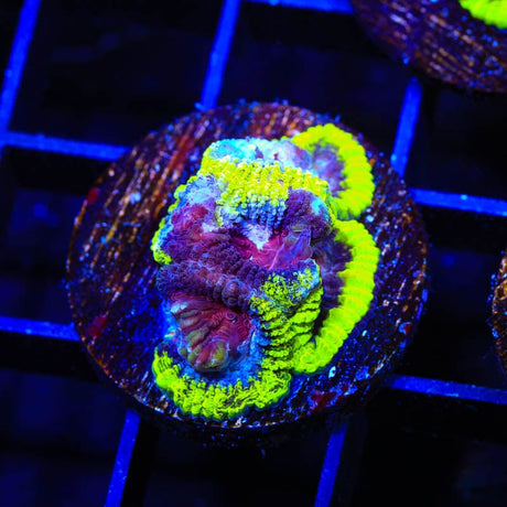 TSA Black Mamba Favia Coral