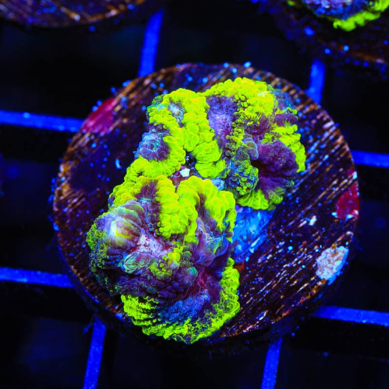 TSA Black Mamba Favia Coral