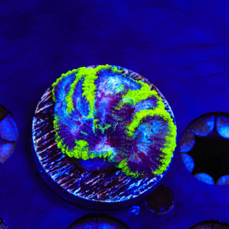 TSA Black Mamba Favia Coral