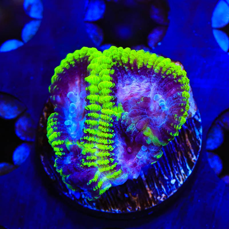 TSA Black Mamba Favia Coral