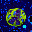 TSA Black Mamba Favia Coral