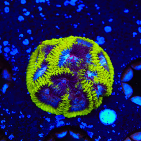TSA Black Mamba Favia Coral