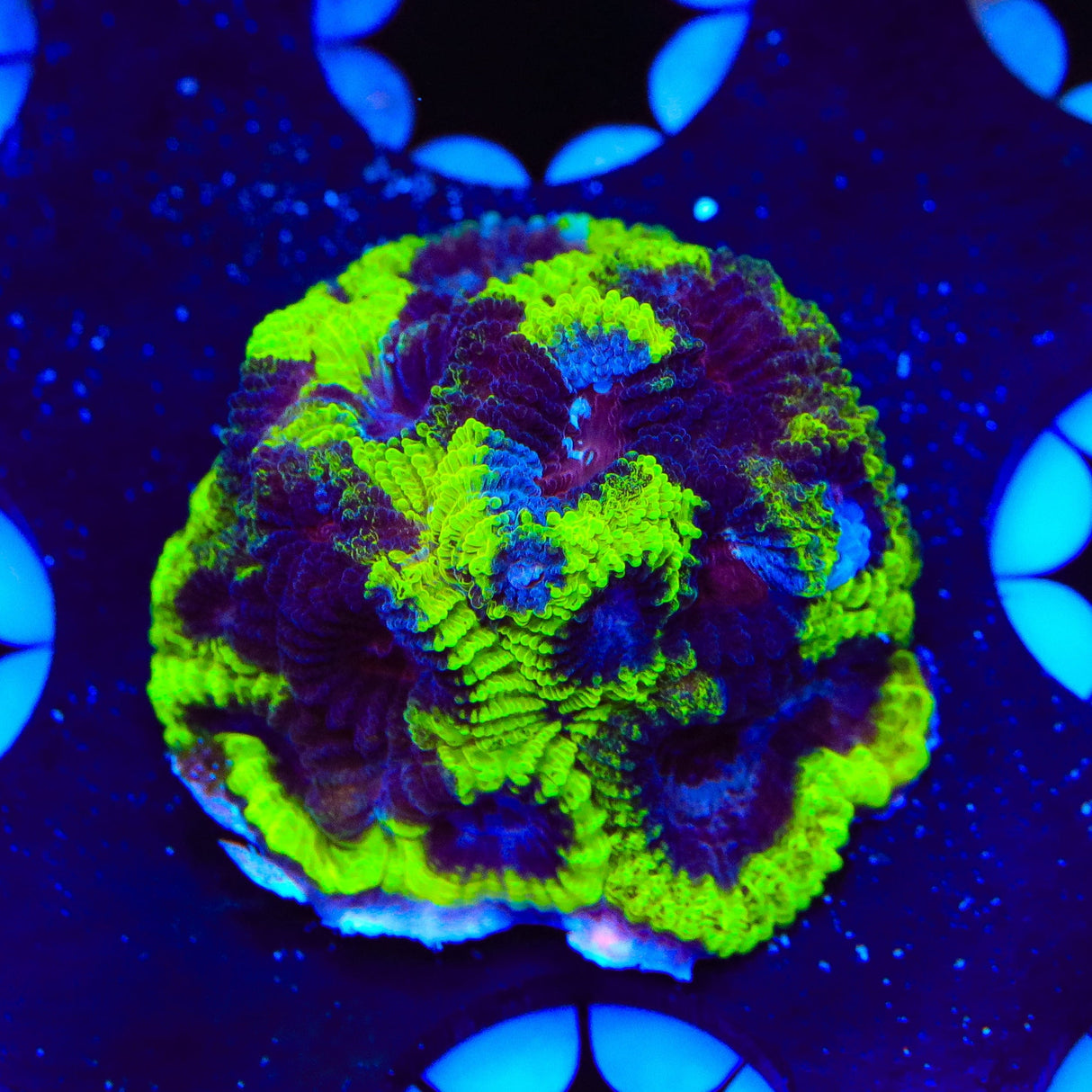 TSA Black Mamba Favia Coral