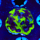 TSA Black Mamba Favia Coral