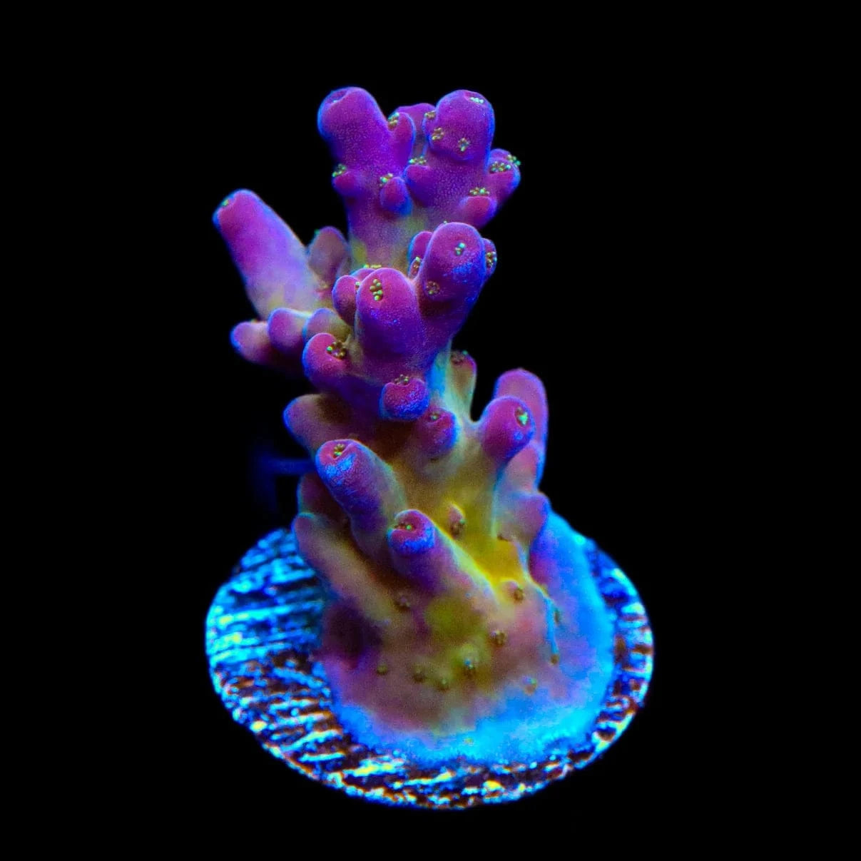 TSA Black Rose Acropora Coral