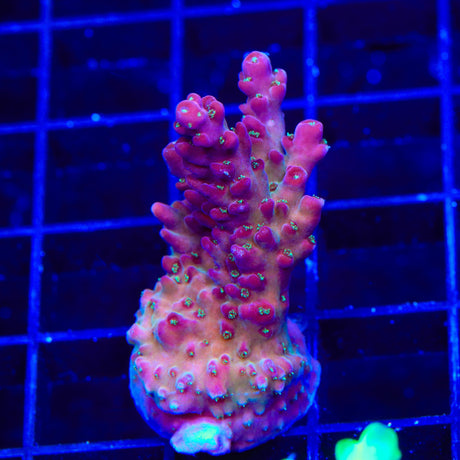 TSA Black Rose Acropora Coral