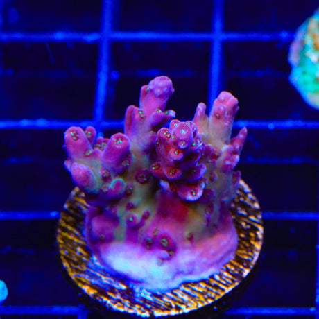 TSA Black Rose Acropora Coral