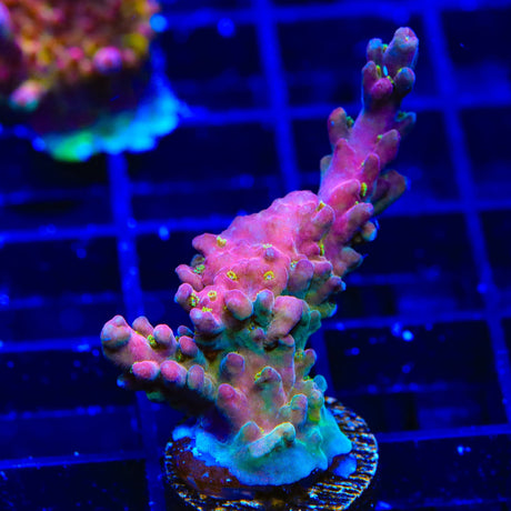 TSA Black Rose Acropora Coral