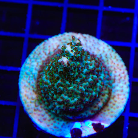 TSA Blaster Caster Acropora Colony Coral