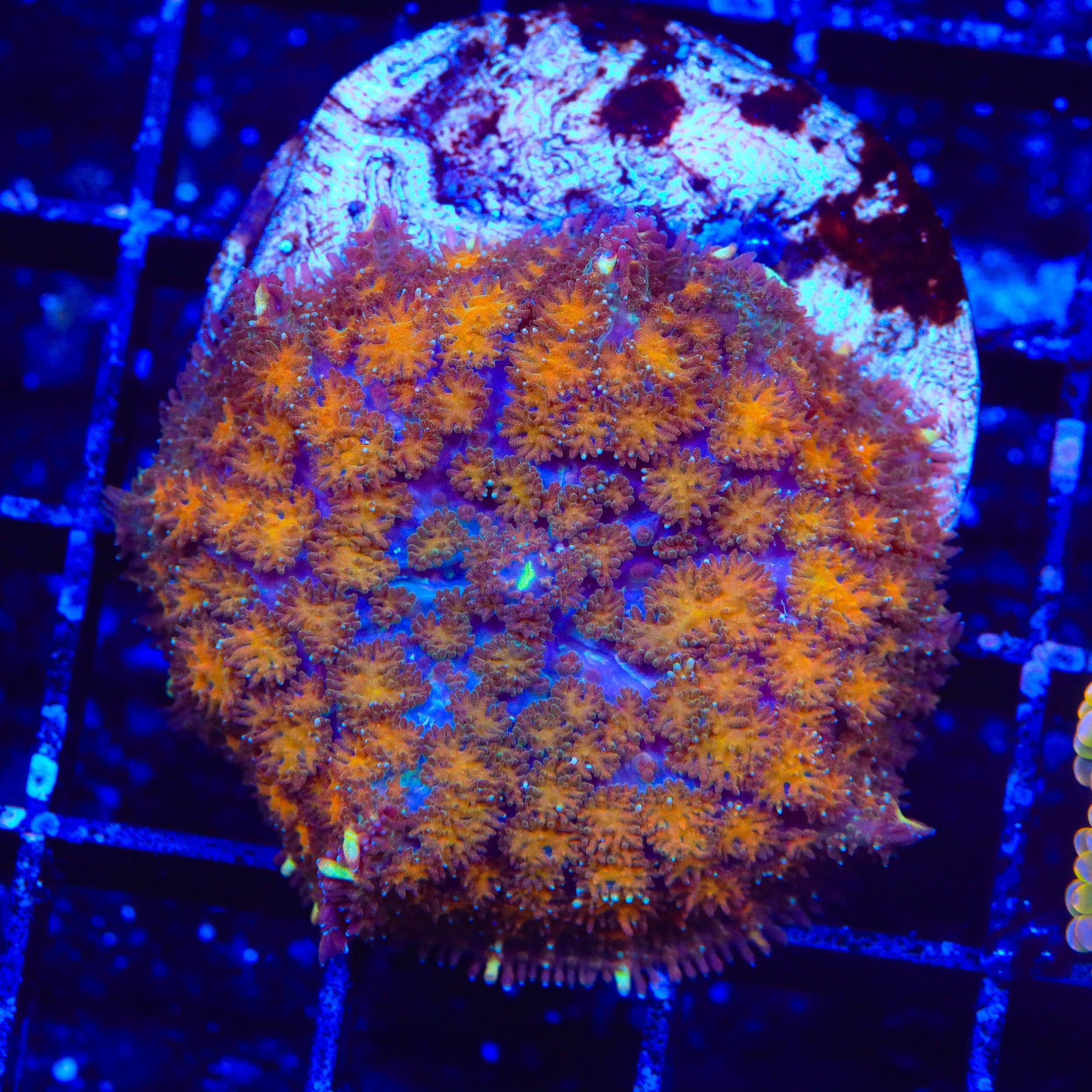 TSA Blaster Mushroom Coral
