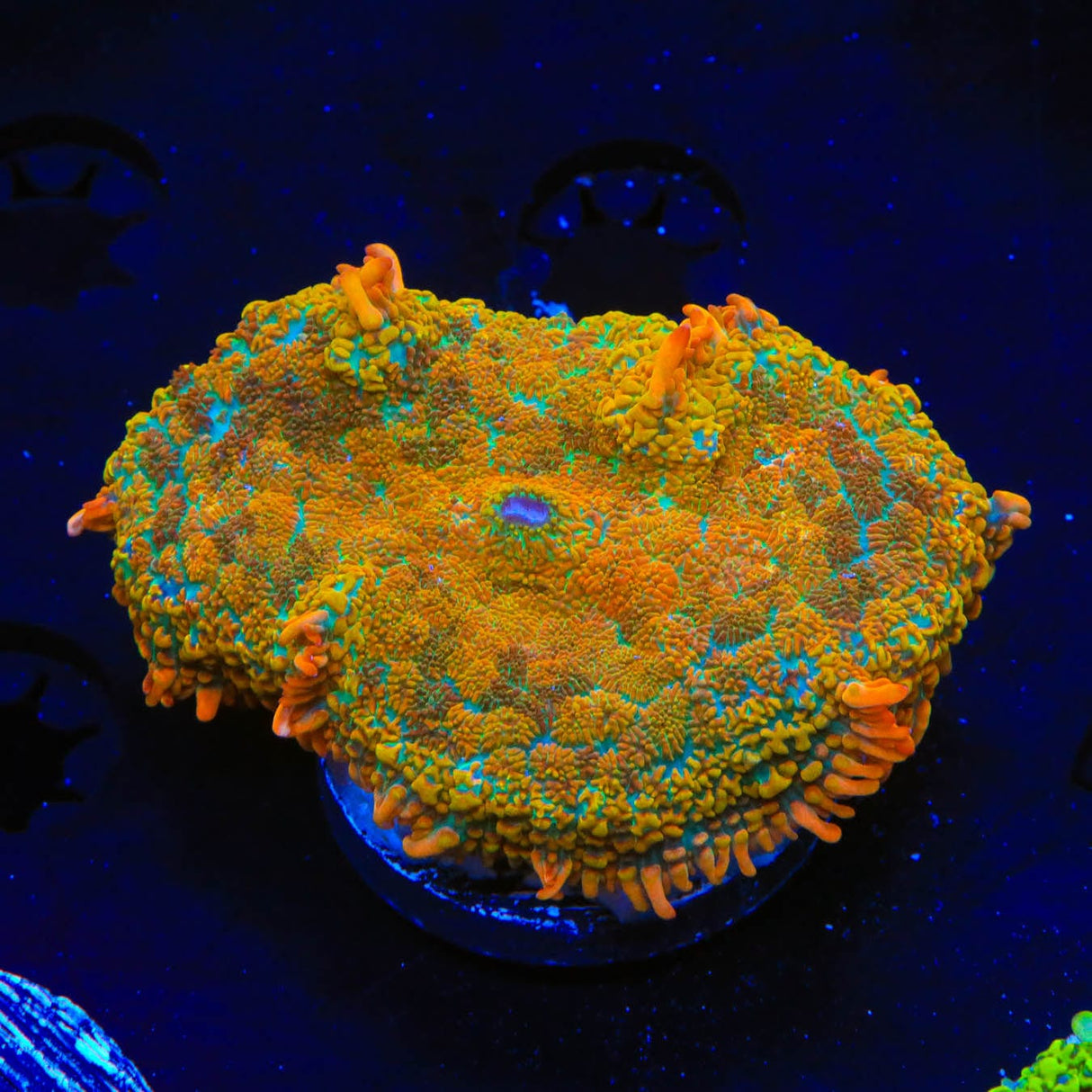 TSA Blasting Sunray Rhodactis Mushroom Coral