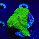 TSA Blastwave Mushroom Coral