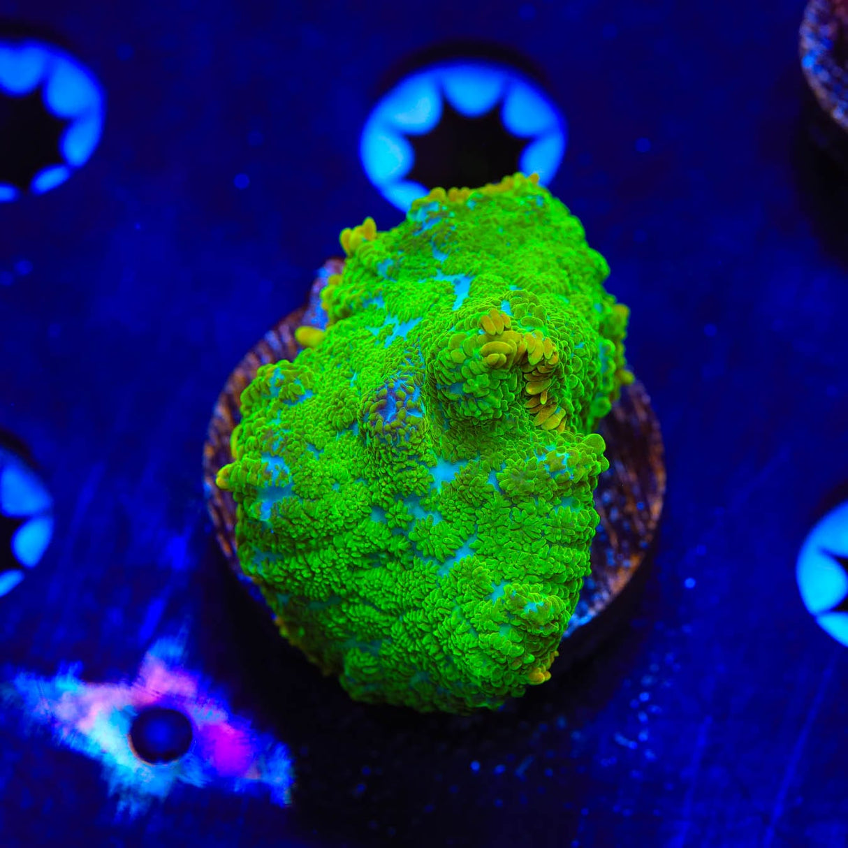 TSA Blastwave Mushroom Coral
