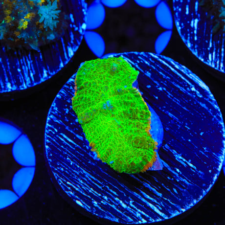 TSA Blastwave Rhodactis Mushroom Coral