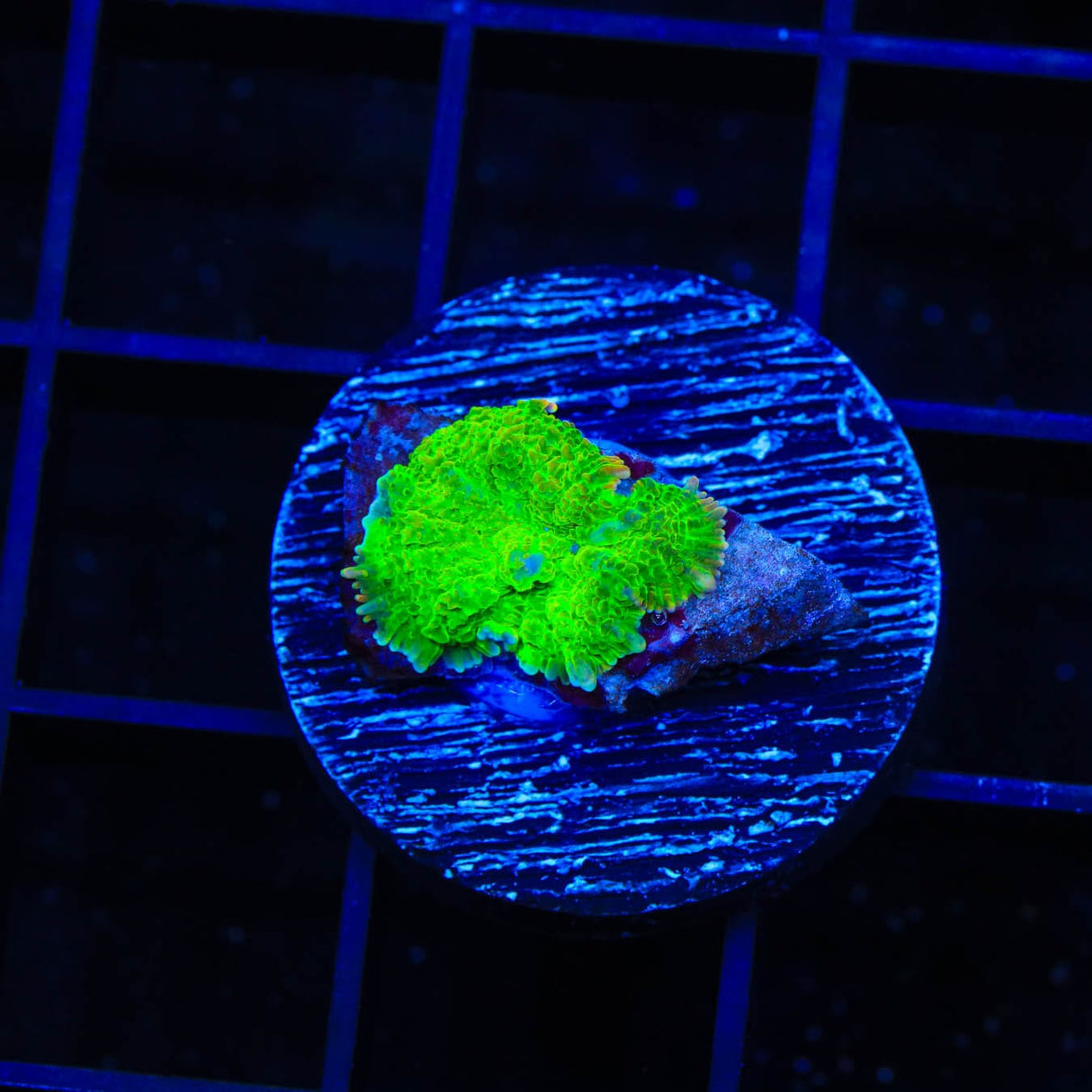 TSA Blastwave Rhodactis Mushroom Coral