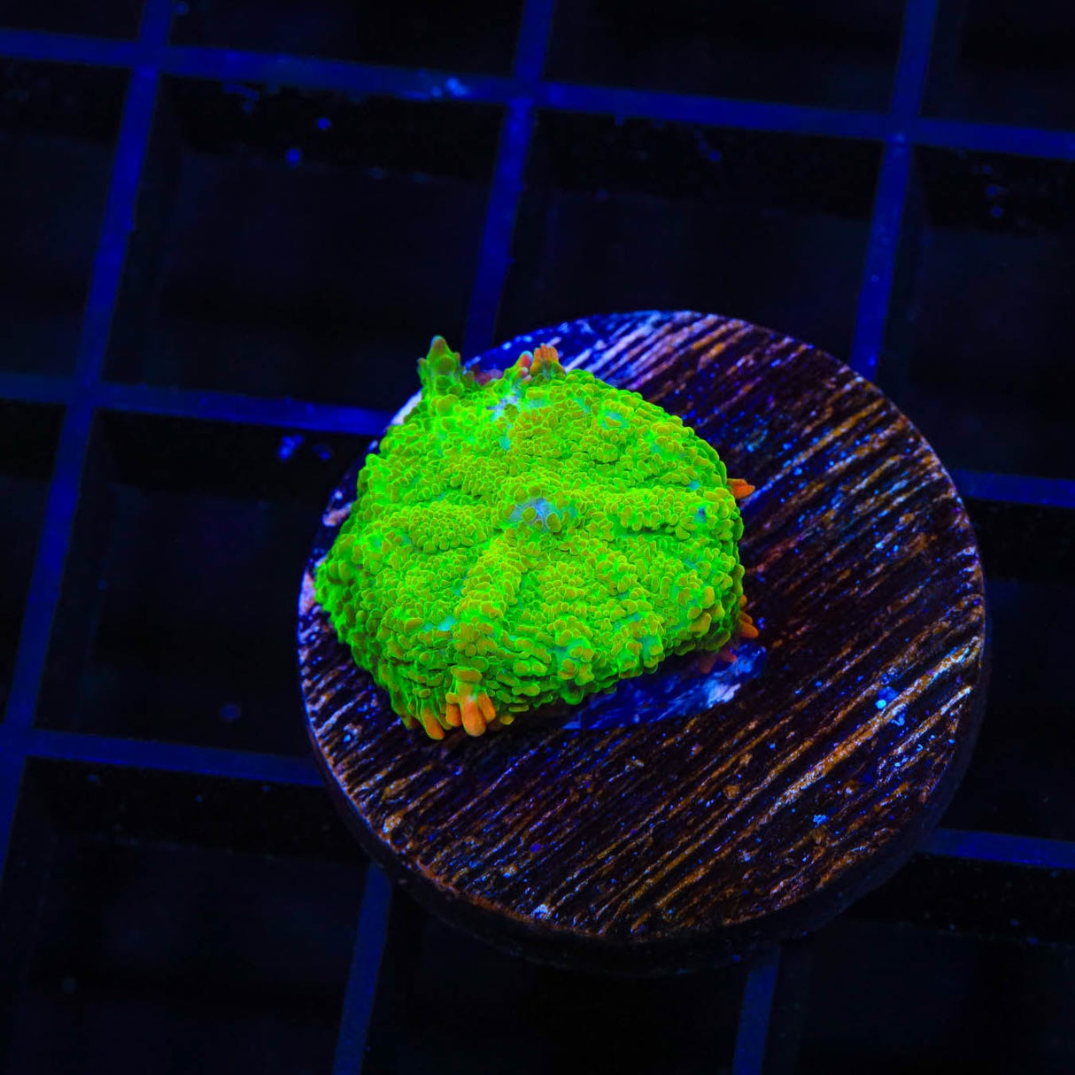 TSA Blastwave Rhodactis Mushroom Coral
