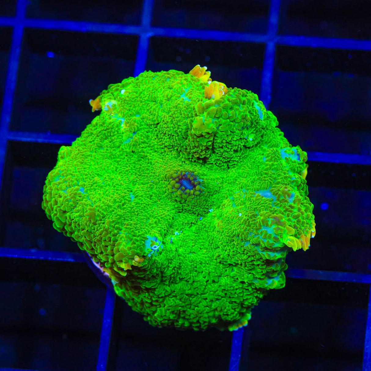 TSA Blastwave Rhodactis Mushroom Coral