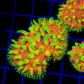 TSA Blazing Sun Cycloseris Aquacultured Plate Coral