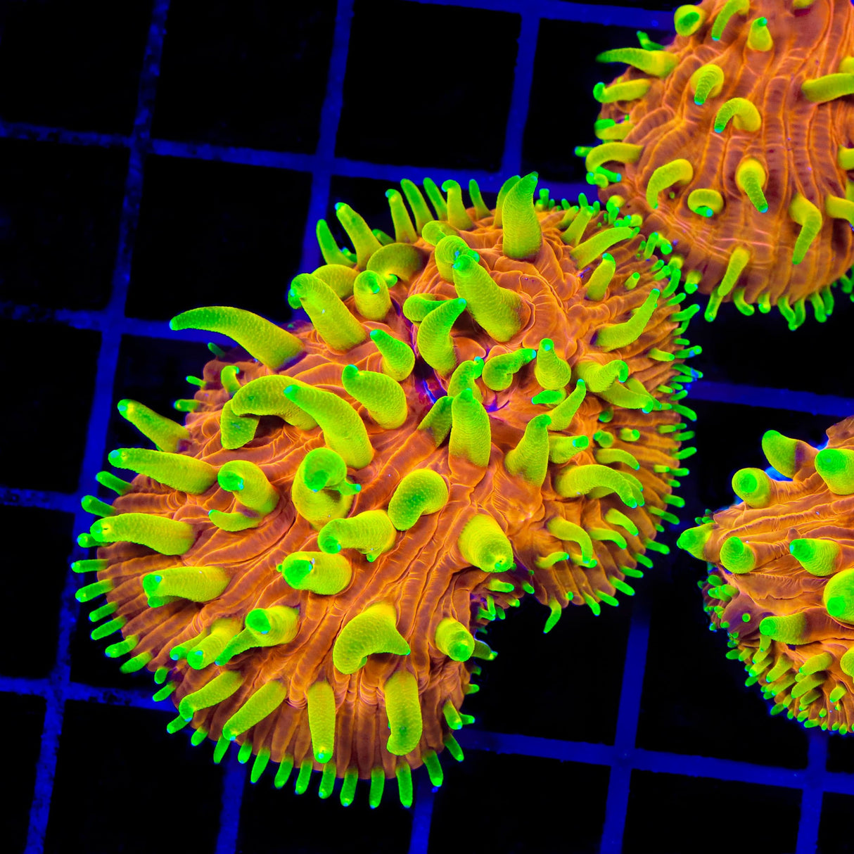 TSA Blazing Sun Cycloseris Aquacultured Plate Coral