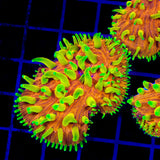 TSA Blazing Sun Cycloseris Aquacultured Plate Coral