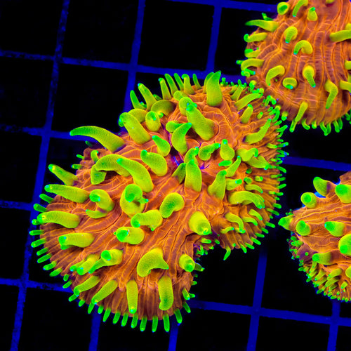 TSA Blazing Sun Cycloseris Aquacultured Plate Coral