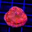 TSA Blood Pool Chalice Coral