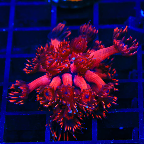 TSA Blood Red Goniopora Coral