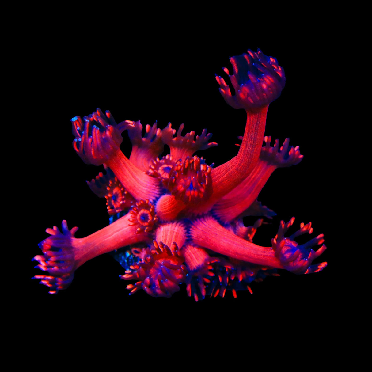 TSA Blood Red Goniopora Coral