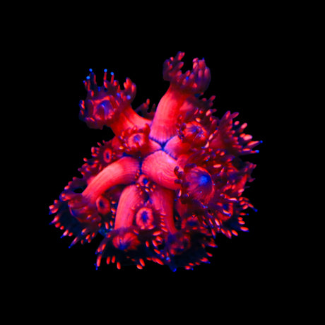 TSA Blood Red Goniopora Coral