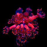 TSA Blood Red Goniopora Coral