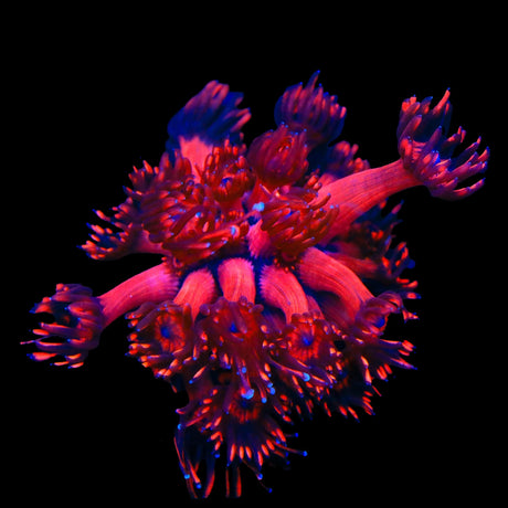 TSA Blood Red Goniopora Coral