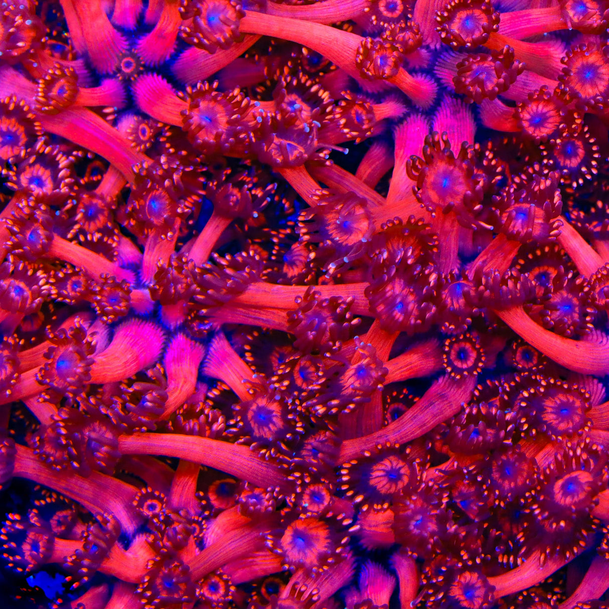 TSA Blood Red Goniopora Coral