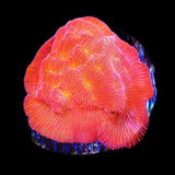 TSA Blood Simple Leptoseris Coral