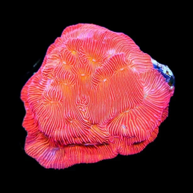 TSA Blood Simple Leptoseris Coral