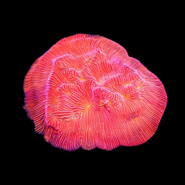 TSA Blood Simple Leptoseris Coral