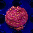 TSA Blood Simple Leptoseris Coral