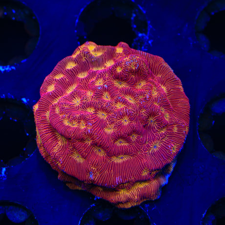 TSA Blood Simple Leptoseris Coral