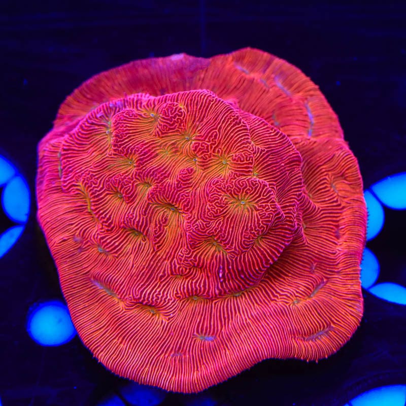TSA Blood Simple Leptoseris Coral