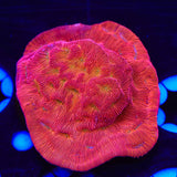 TSA Blood Simple Leptoseris Coral