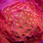 TSA Blood Simple Leptoseris Coral