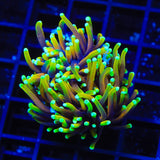 TSA Blowtorch Torch Coral