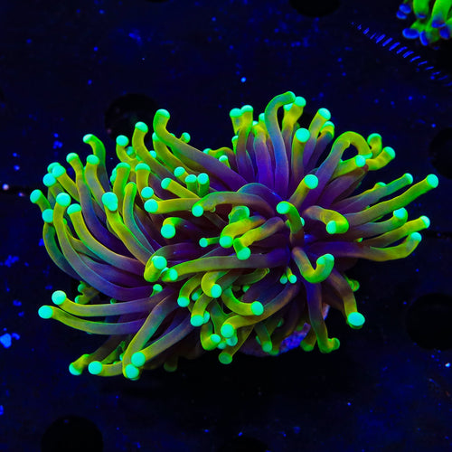 TSA Blowtorch Torch Coral