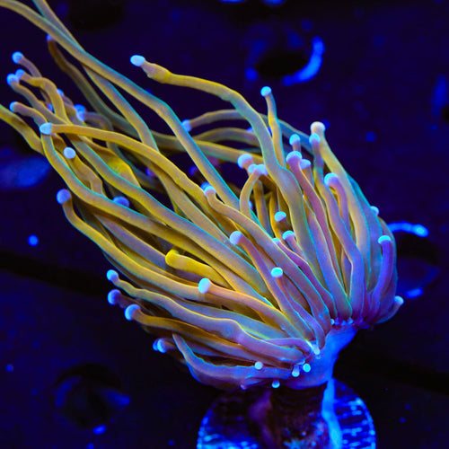 TSA Blowtorch Torch Coral
