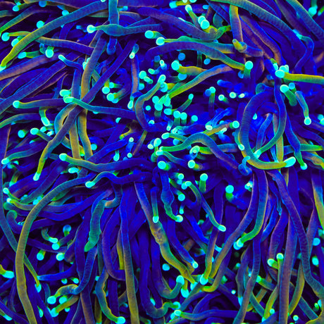 TSA Blowtorch Torch Coral