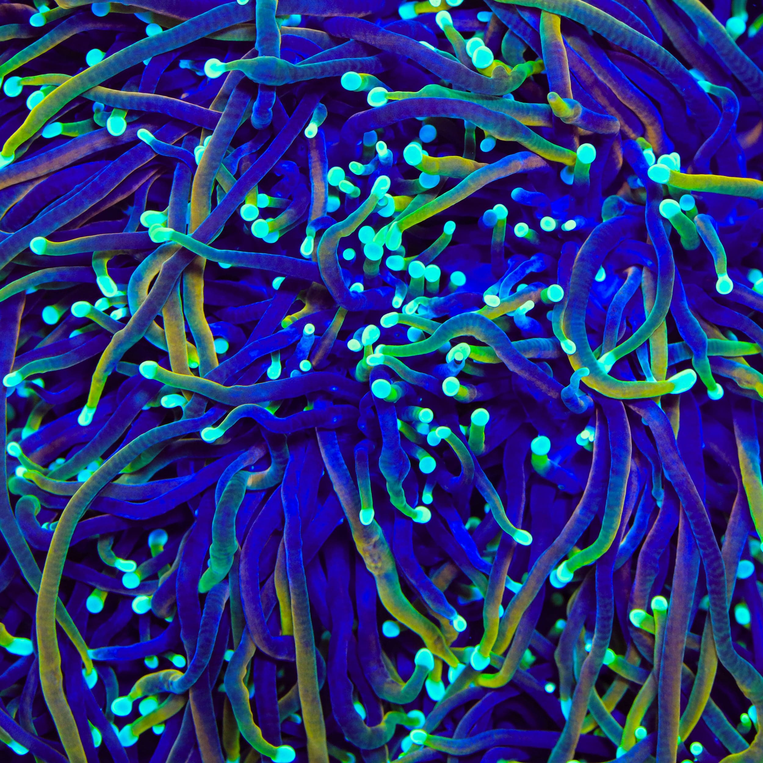 TSA Blowtorch Torch Coral – Almost WYSIWYG – Top Shelf Aquatics